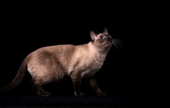 Кошка, кот, взгляд, поза, черный фон, мордашка, сиамский, смотрит вверх