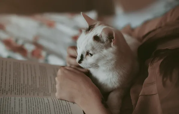 Кошка, белый, кот, взгляд, девушка, поза, книга, мордашка