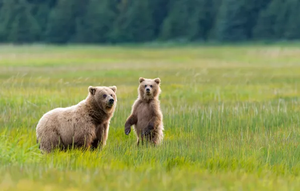 Картинка зелень, трава, природа, Аляска, луг, Медведи, медвежонок, двое