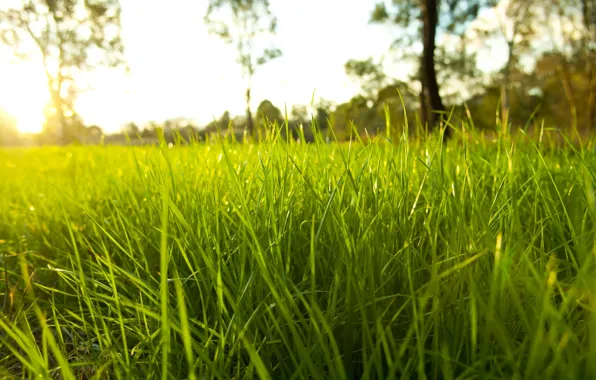 Картинка трава, цвета, макро, природа, капельки, роса, grass, Nature