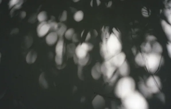 Light, leaf, shadow