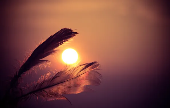 Рассвет, перо, sky, sunset, feathers, sun