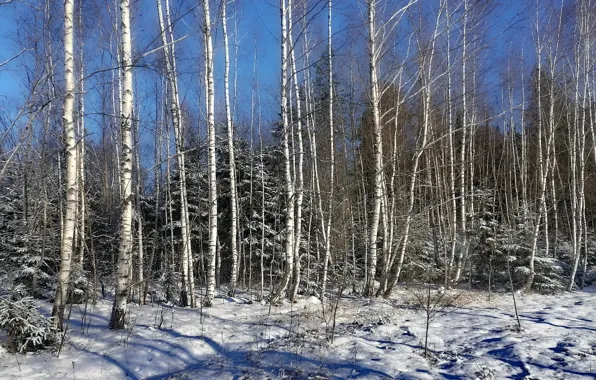 Солнце, снег, природа, зимний лес, березки