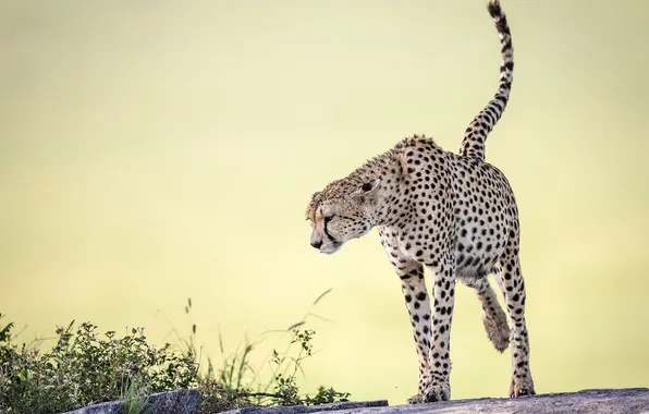 Картинка природа, фон, Cheetah