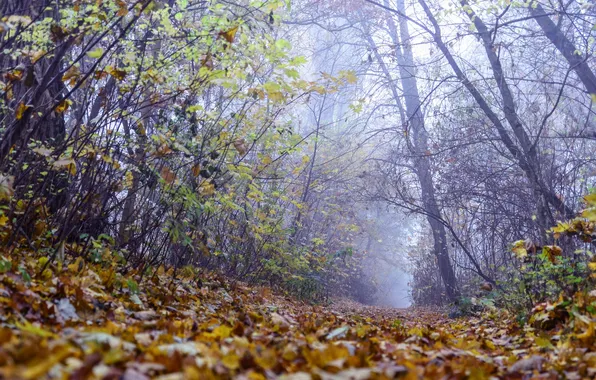 Картинка осень, лес, листья, деревья, ветки, туман, дорожка