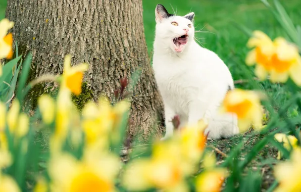 Язык, кошка, белый, кот, взгляд, цветы, поза, парк