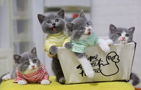 Взгляд, кошки, поза, котенок, котята, милые, мордашки