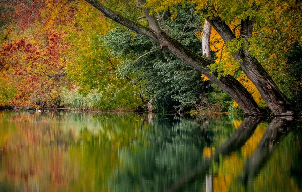 Forest, nature, tree, branch
