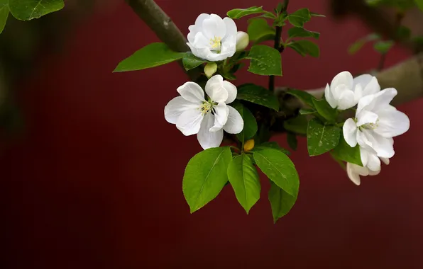 Цветы, ветки, темный фон, весна, яблоня, цветение, яблоневый цвет