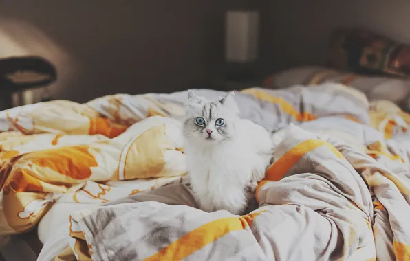 Картинка кошка, взгляд, кровать
