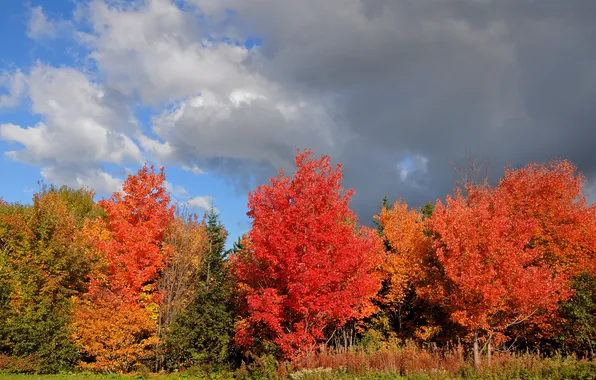 Картинка осень, лес, небо, деревья, тучи