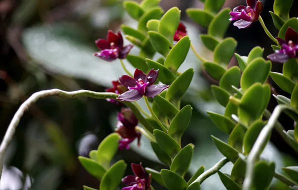 Картинка лепестки, цветение, орхидея, Orchid, petals, bright, яркая, bloom