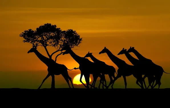 Картинка солнце, жирафы, силуэты, Tanzania