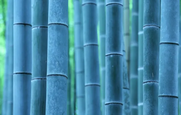 Макро, природа, бамбук