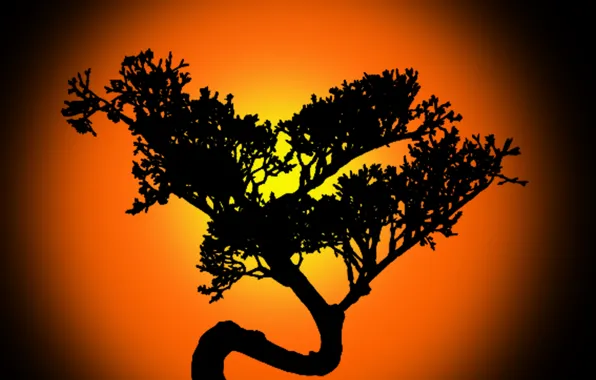 China, plant, chinese, bonsai