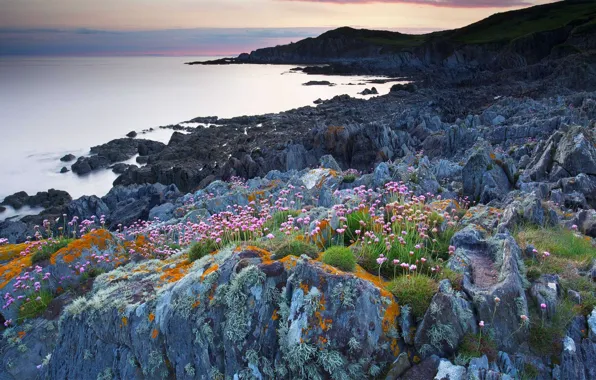 Море, цветы, скалы, Англия, Девон, Bull Point
