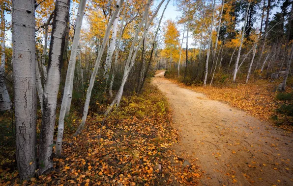 Дорога, осень, лес