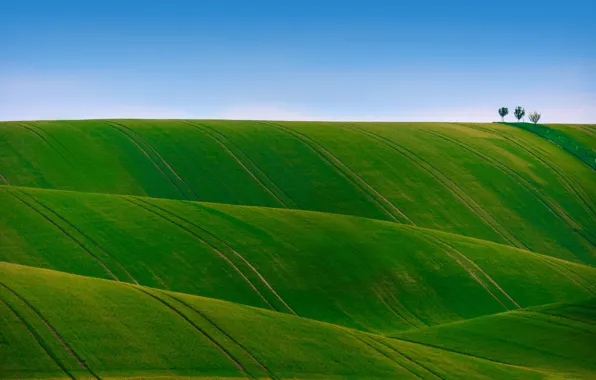 Картинка поле, небо, трава, деревья, холмы