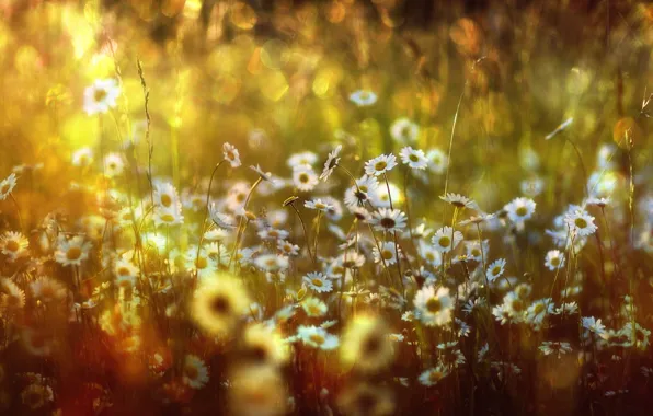 Картинка трава, свет, цветы, ромашки, боке