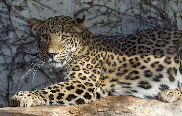 Картинка кошка, солнце, тень, леопард, персидский, ©Tambako The Jaguar
