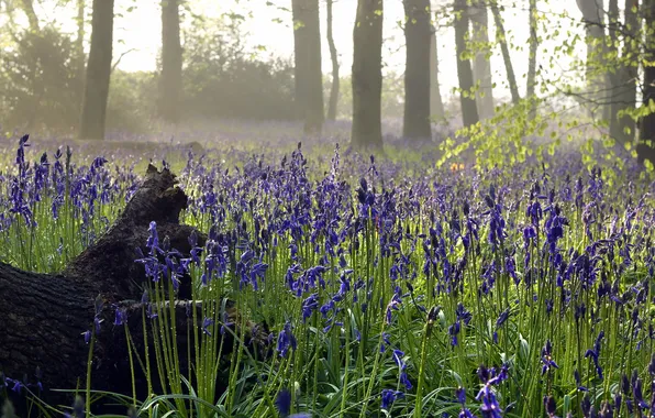 Лес, цветы, природа