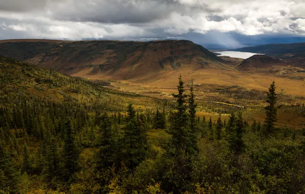 Пейзаж, горы, природа, парк, фото, ель, США, Alaska