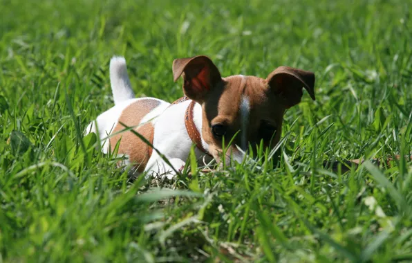 Картинка собаки, трава, взгляд, фон, обои, собака, прятки, прогулка