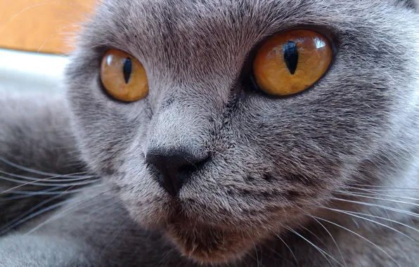 Картинка кошка, глаза, морда, британский