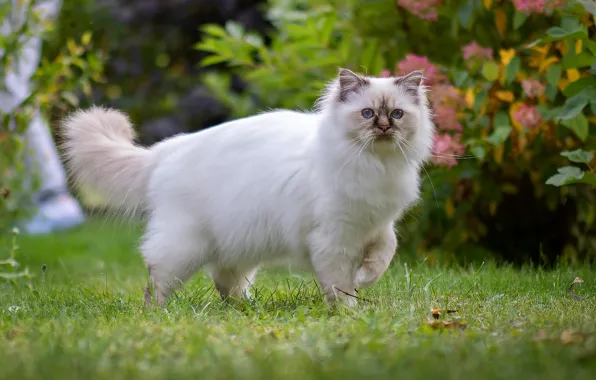 Кошка, кот, взгляд, цветы, поза, сад, прогулка, мордашка