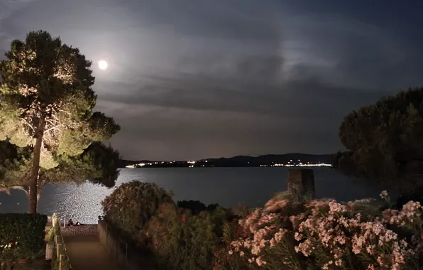 Light, moon, summer, sky, sea, night, tree, darkness