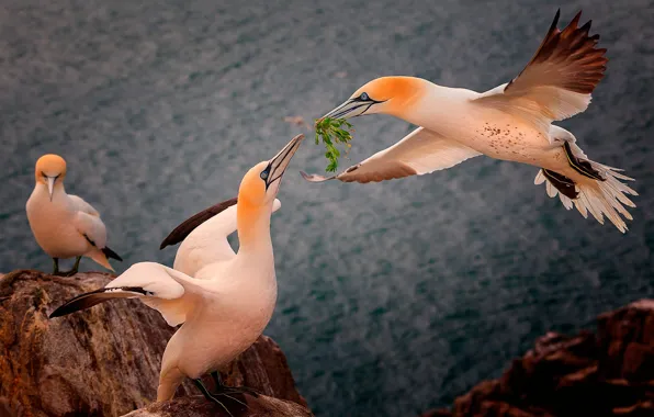 Море, птицы, скалы, высота, Northern Gannet, северная олуша