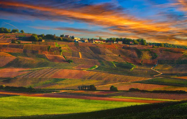 Sunset, France, village, Champagne, vineyards
