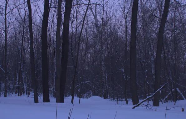 Зима, лес, снег, деревья, природа, вечер, сумерки, Stan