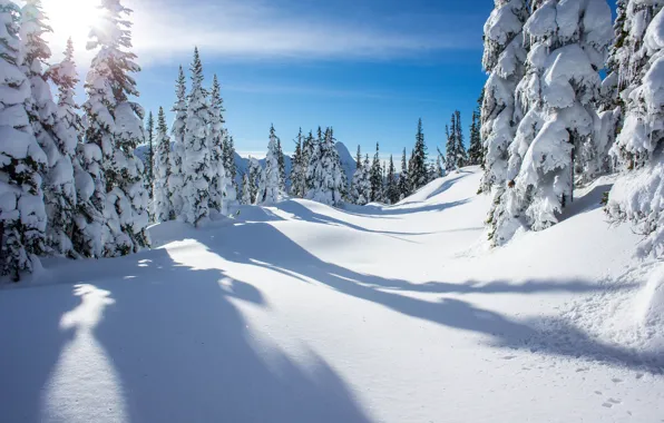 Снег, деревья, Зима, british columbia, canada