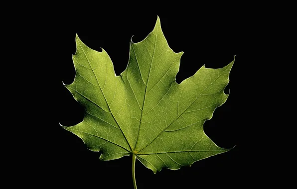 Природа, лист, клён