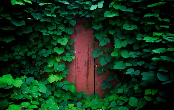 Зелень, листья, природа, листва, растения, дверь