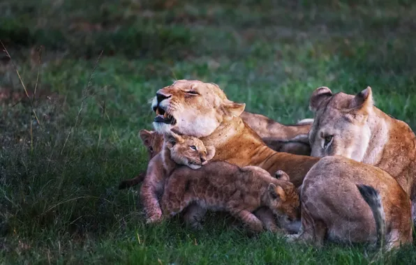 Природа, львы, Family story