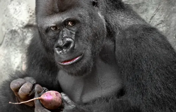 Взгляд, обезьяна, gorilla