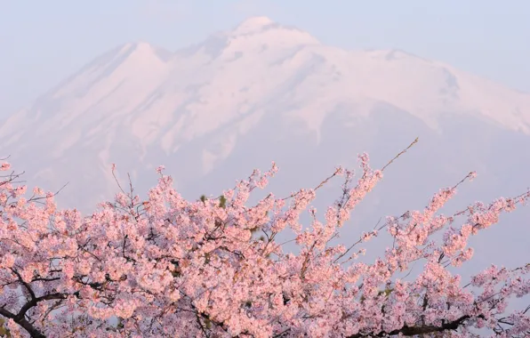 Картинка горы, розовое, цветущая сакура