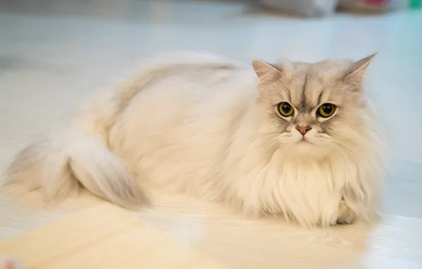 Кошка, кот, взгляд, портрет, пол, лежит, белая, пушистая