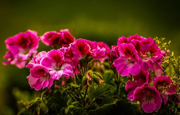 Картинка природа, растение, лепестки, сад