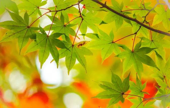 Осень, листья, дерево, colorful, клен, autumn, leaves, maple