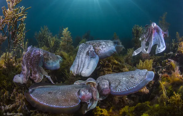 Wildlife, squid, Seabed