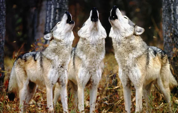 Картинка волки, трое, воют