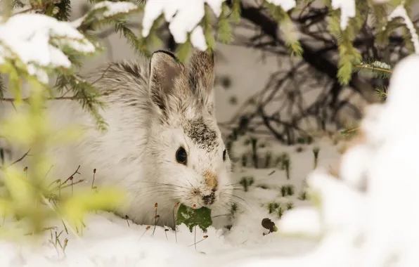 Картинка снег, фон, кролик