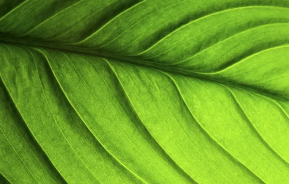 Листья, макро, обои для рабочего стола