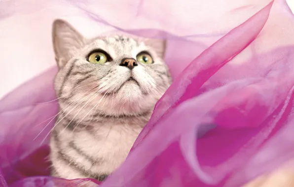 Кошка, кот, взгляд, поза, розовая, портрет, ткань, мордашка