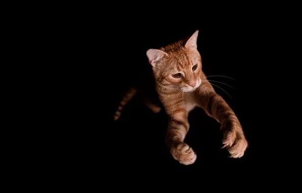 Кошка, кот, морда, поза, прыжок, лапы, рыжий, черный фон