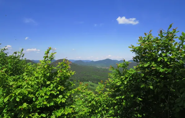 Картинка небо, деревья, Лето, summer, sky, trees