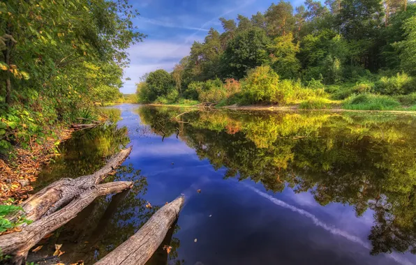 Картинка forest, river, trees, nature